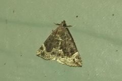 Hypena abalienalis