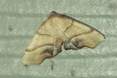 Plagodis phlogosaria