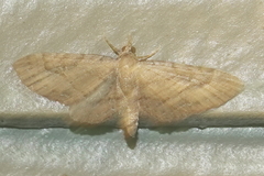 Eupithecia unicolor