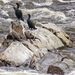 Northern Double-crested Cormorant - Photo (c) Rick Ballard, some rights reserved (CC BY-NC), uploaded by Rick Ballard