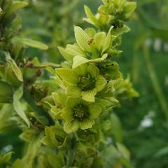 Veratrum lobelianum