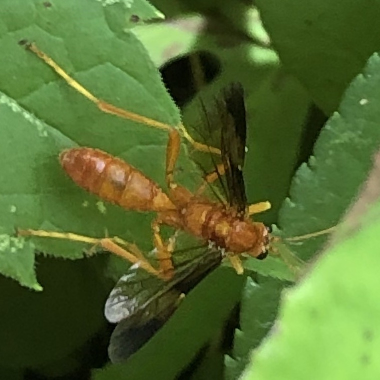 Saranaca elegans