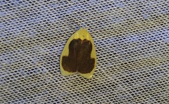 Pseudoblabes oophora