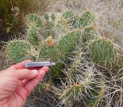 Opuntia polyacantha polyacantha