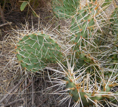 Opuntia polyacantha polyacantha
