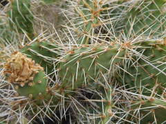 Opuntia polyacantha polyacantha