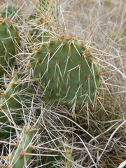 Opuntia polyacantha polyacantha