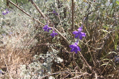 Delphinium peregrinum