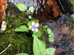 Viola pallens