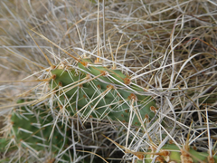 Opuntia polyacantha polyacantha