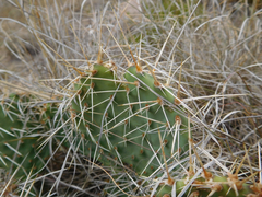 Opuntia polyacantha polyacantha