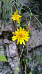 Hieracium porrifolium