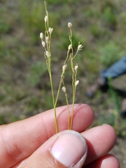 Dichanthelium depauperatum