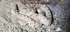 Crotalus cerastes cerastes