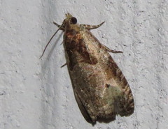 Olethreutes punctanum