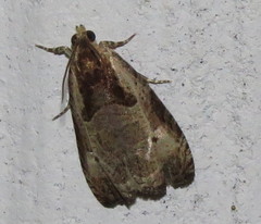 Olethreutes punctanum