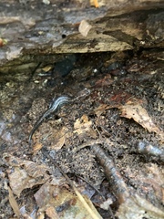 Desmognathus orestes