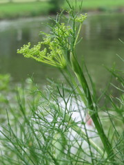 Anethum graveolens