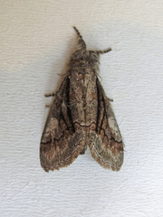 Dasychira obliquata