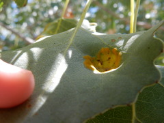 Taphrina populi-salicis