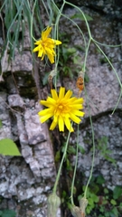 Hieracium porrifolium