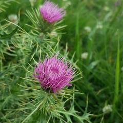 Carduus defloratus carlinifolius