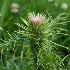 Carduus defloratus carlinifolius