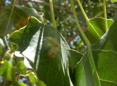 Taphrina populi-salicis