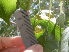 Taphrina populi-salicis