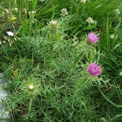 Carduus defloratus carlinifolius