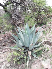 Agave durangensis