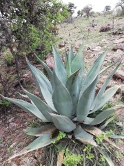 Agave durangensis