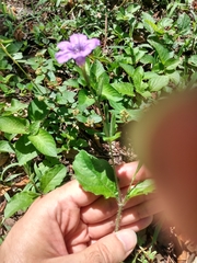 Ruellia ciliatiflora