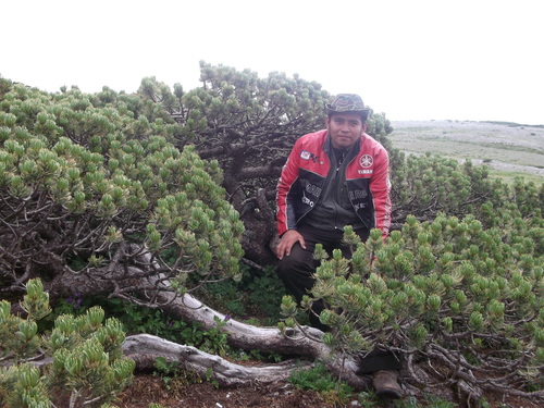 Potosi pinyon