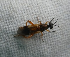Benhamyia apicalis