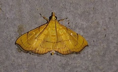 Hyalobathra