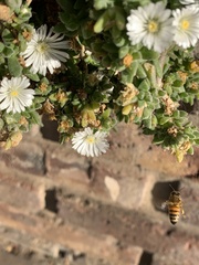 Apis mellifera