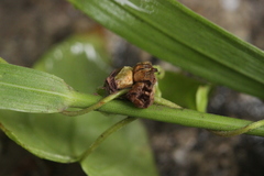 Microbotryum anomalum