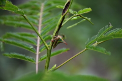 Umbonia