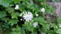 Astrantia carniolica