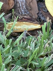 Anolis sagrei