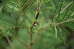 Umbonia