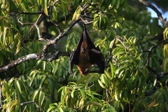 Pteropus seychellensis comorensis