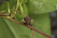 Microbotryum anomalum