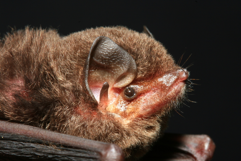 Griveaud's Long-fingered Bat