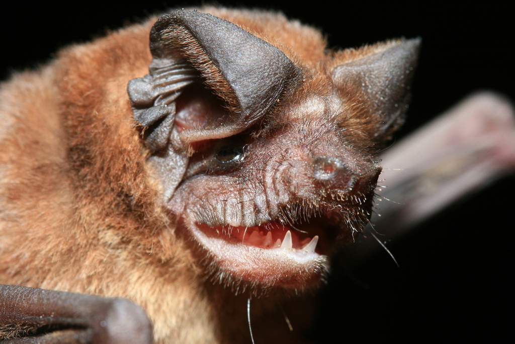 Seychelles Free-Tailed Bat