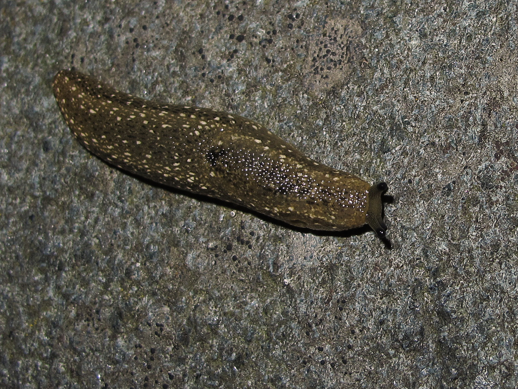 Kerry Slug