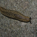 Kerry Slug - Photo (c) jacinta lluch valero, some rights reserved (CC BY-SA)