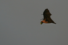 Pteropus seychellensis comorensis