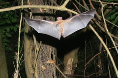 Rousettus obliviosus